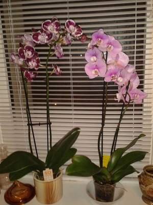 Орхидеи Ирины